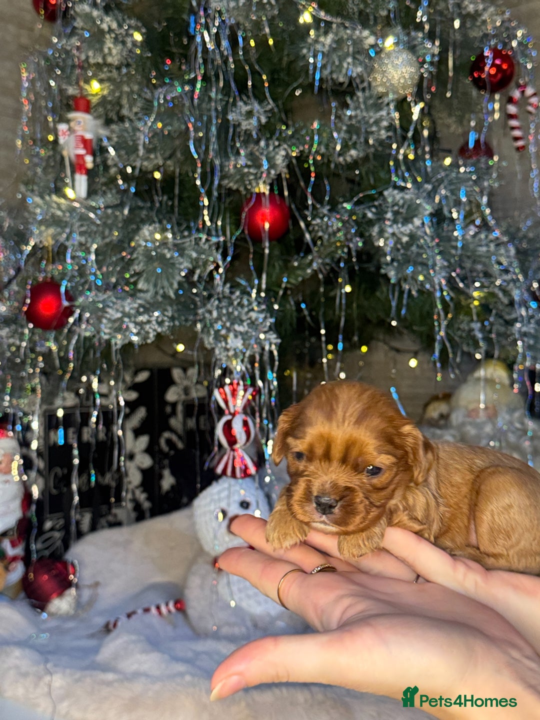 Cavalier King Charles Spaniel dogs for sale: Beautiful pups DNA HEALTH TESTED parents  - Advert 18