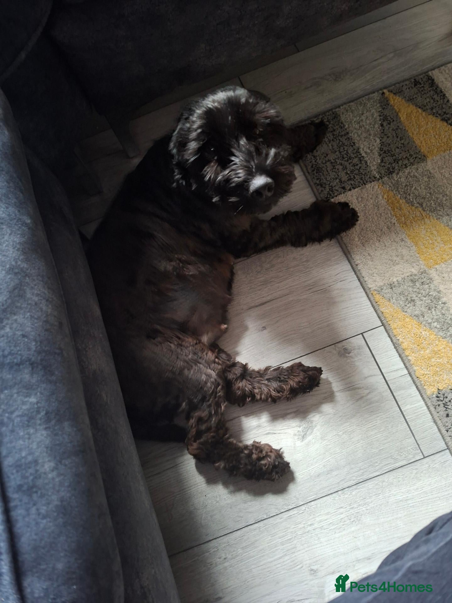 Cockapoo dogs for sale: Mum luna Dad reggie - Advert 7