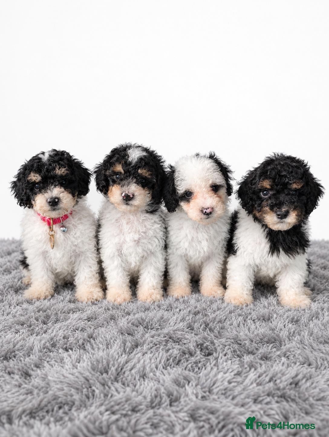 Toy Poodle dogs Tri Parti Toy poodles, 1 baby boy available! - Advert 12