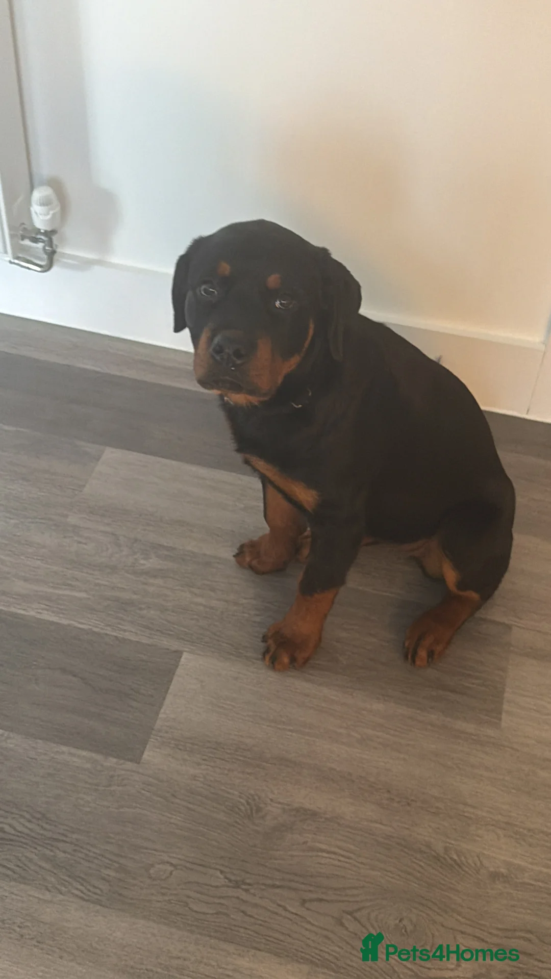Rottweiler dogs for sale: Sad rehoming puppy  - Advert 5