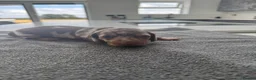Miniature Dachshund dogs for sale: Ready now Beautiful miniature dachshund  - Advert 15