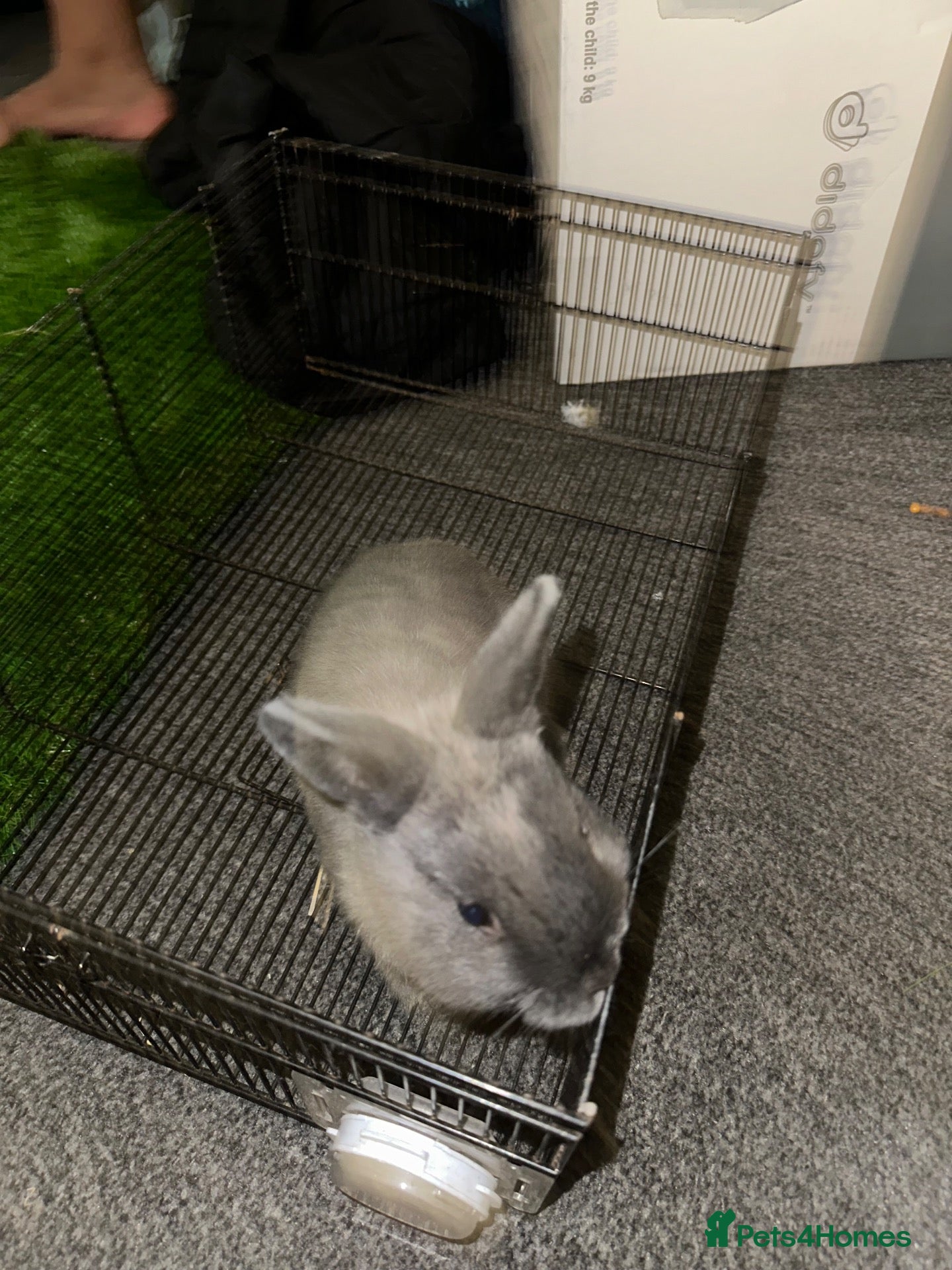 Netherland Dwarf rabbits baby dwarf rabbit - Advert 2
