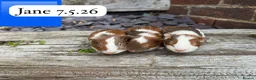Guinea Pig rodents for sale: Gorgeous baby and young guinea pigs ready now - Advert 5