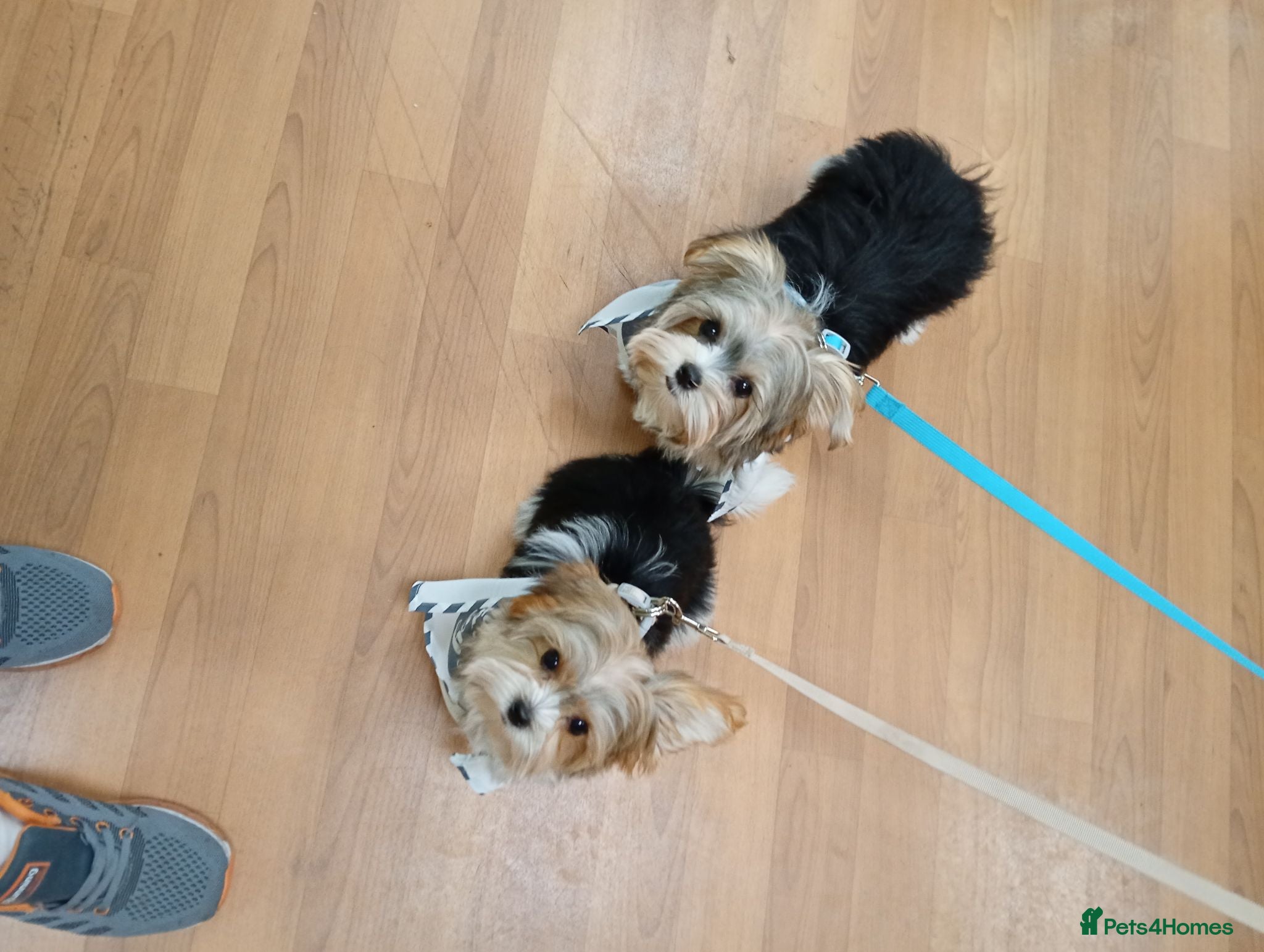 Biewer Terrier dogs 2 lovely little boys for sale  - Advert 1