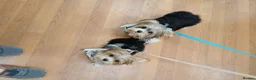 Biewer Terrier dogs for sale: 2 lovely little boys for sale  in Maidstone - Advert 1