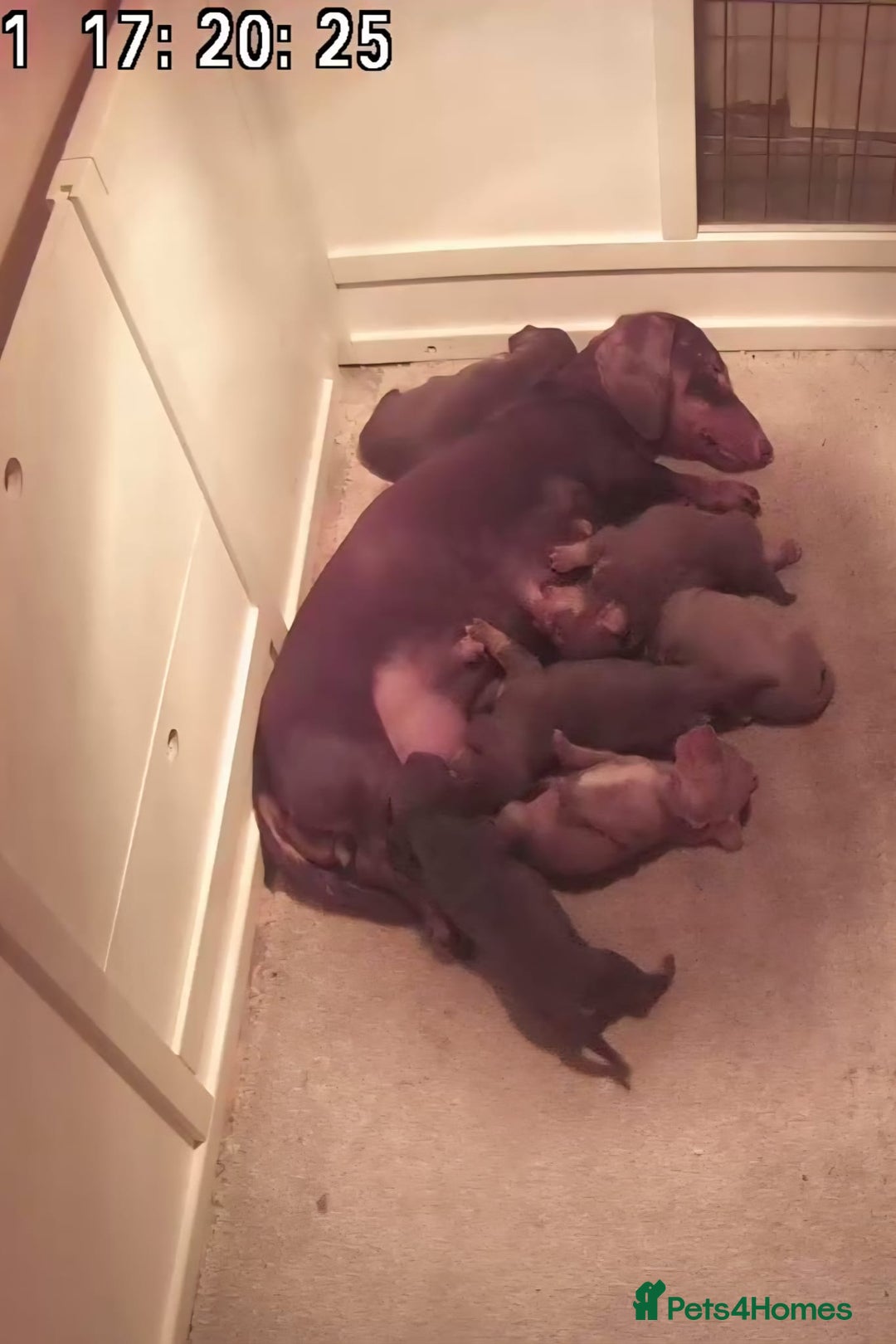 Dachshund dogs for sale: Cheeky Dachshund Puppies X - Advert 2