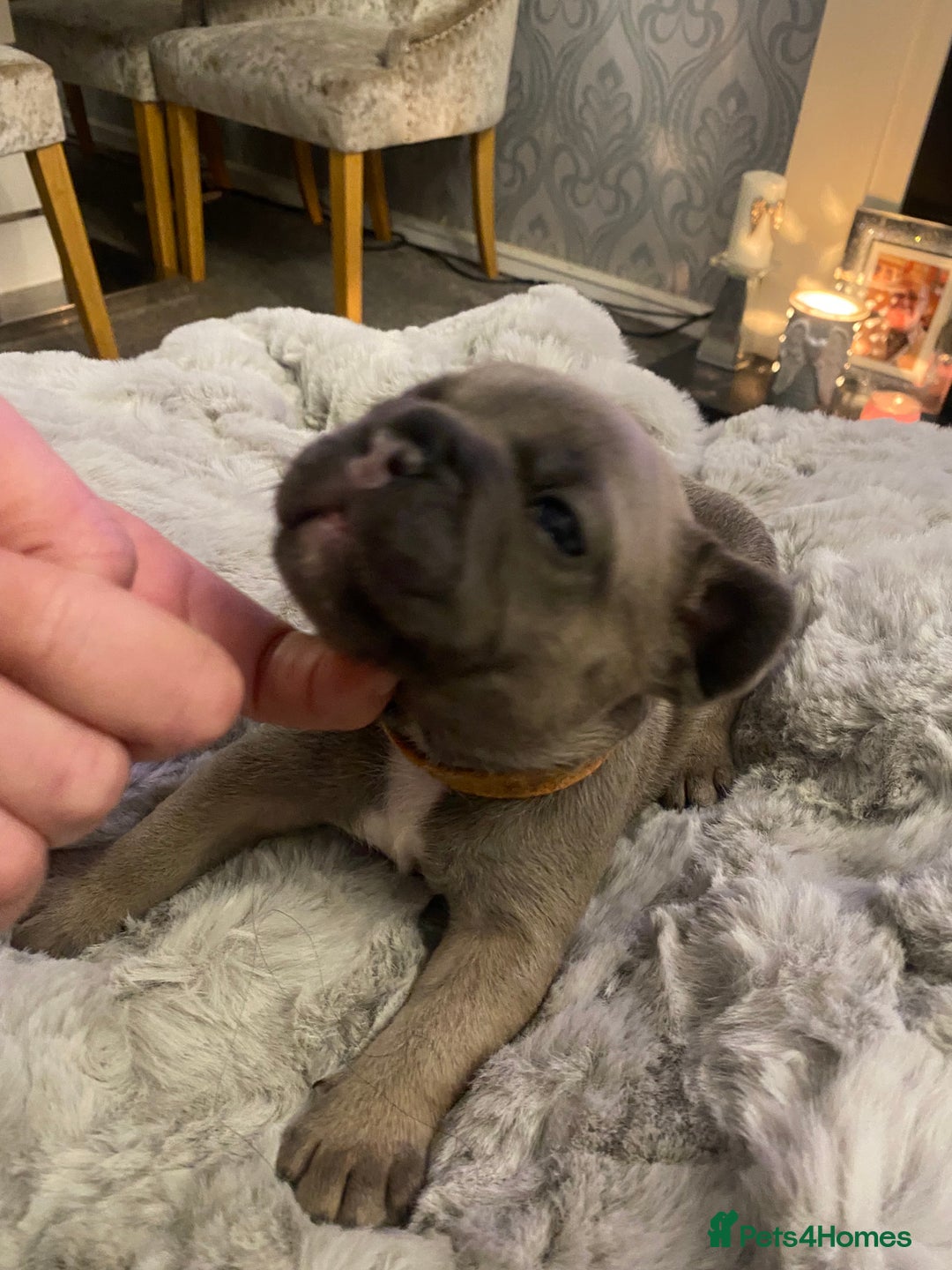 French Bulldog dogs for sale: Stunning chunky French bulldog pups  - Advert 1