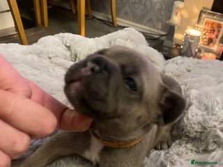 French Bulldog dogs Stunning chunky French bulldog pups - Advert 1