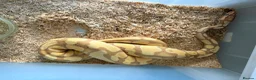 Python Snake reptiles for sale: Royal pythons  - Advert 6