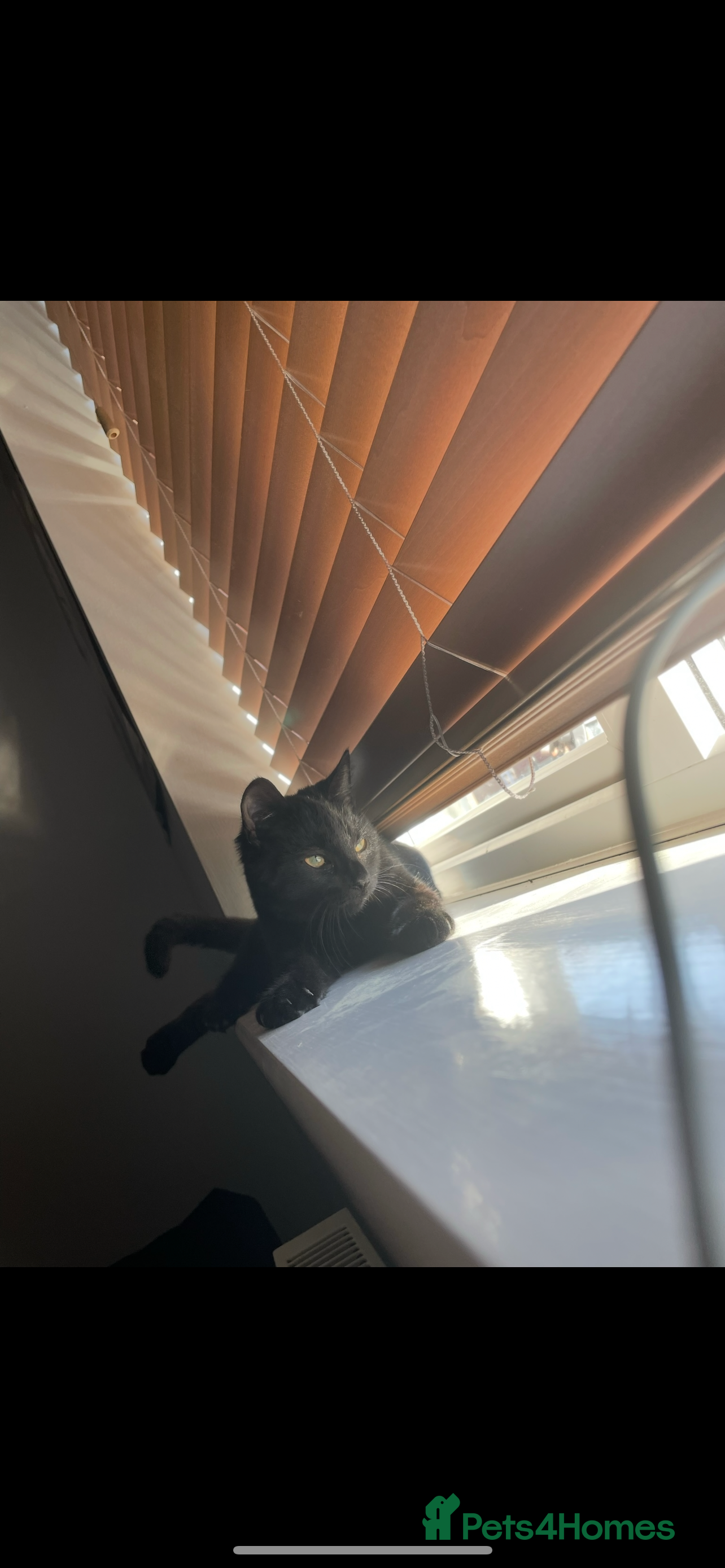 British Shorthair cats 3 year old cat for rehoming - Advert 8