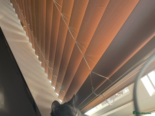 British Shorthair cats 3 year old cat for rehoming - Advert 5