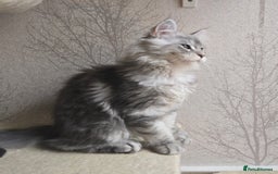 Maine Coon cats for sale: READY NOW Maine Coon Kitten Russian/Shaded lines in Hull - Image 7
