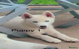 Siberian Husky dogs for sale: Beautiful Blue Eyes Siberian Husky 😍  - Image 4