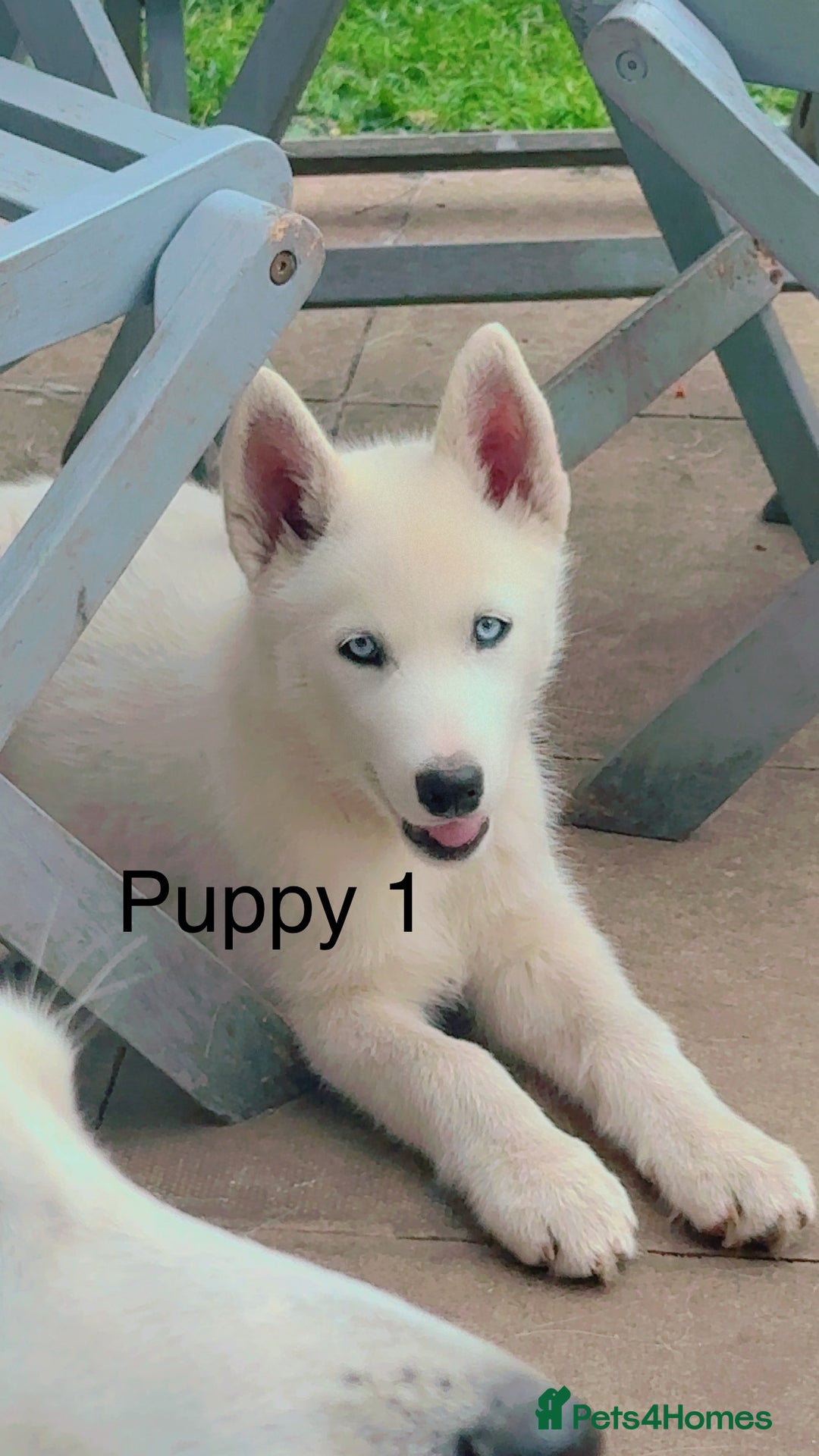 Siberian Husky dogs for sale: Beautiful Blue Eyes Siberian Husky 😍  - Image 4