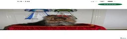 Yorkshire Terrier dogs for sale: KC registered Yorkshire Terriers   - Advert 5