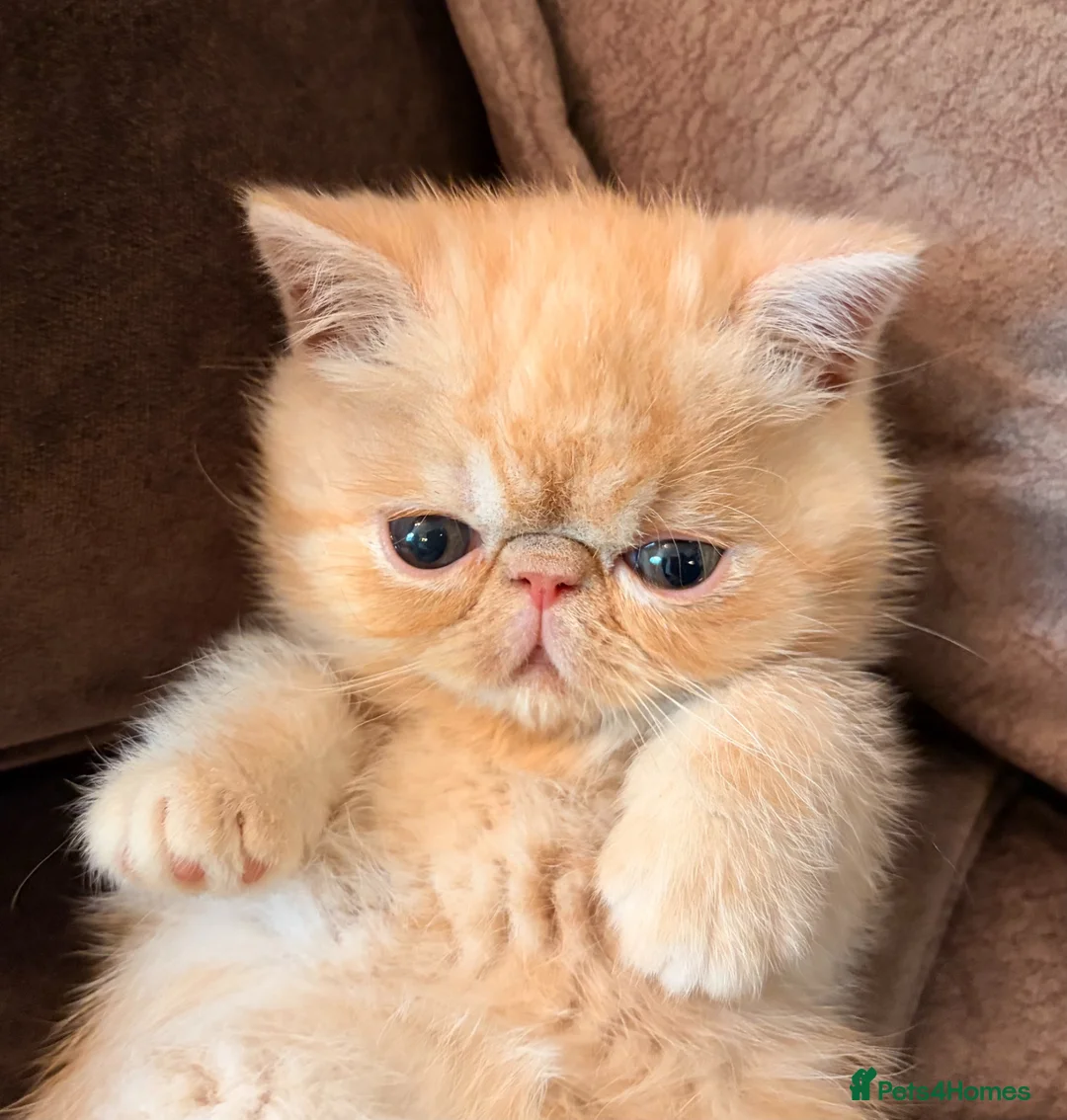 Exotic cats for sale: Stunning pedigree kittens, due next month - Advert 1