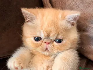 Exotic cats Stunning pedigree kittens, due next month - Advert 2