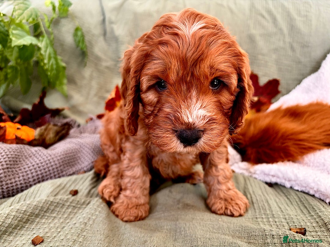 Mixed Breed dogs for sale: Cockapoo/Cavapoo Mix Puppies Available 10 Nov 25 - Image 27