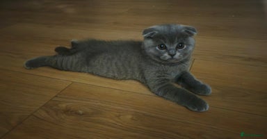 Scottish Fold cats - Advert 10