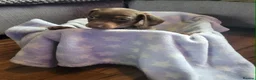 Dachshund dogs for sale: Dachschund puppies - Advert 19