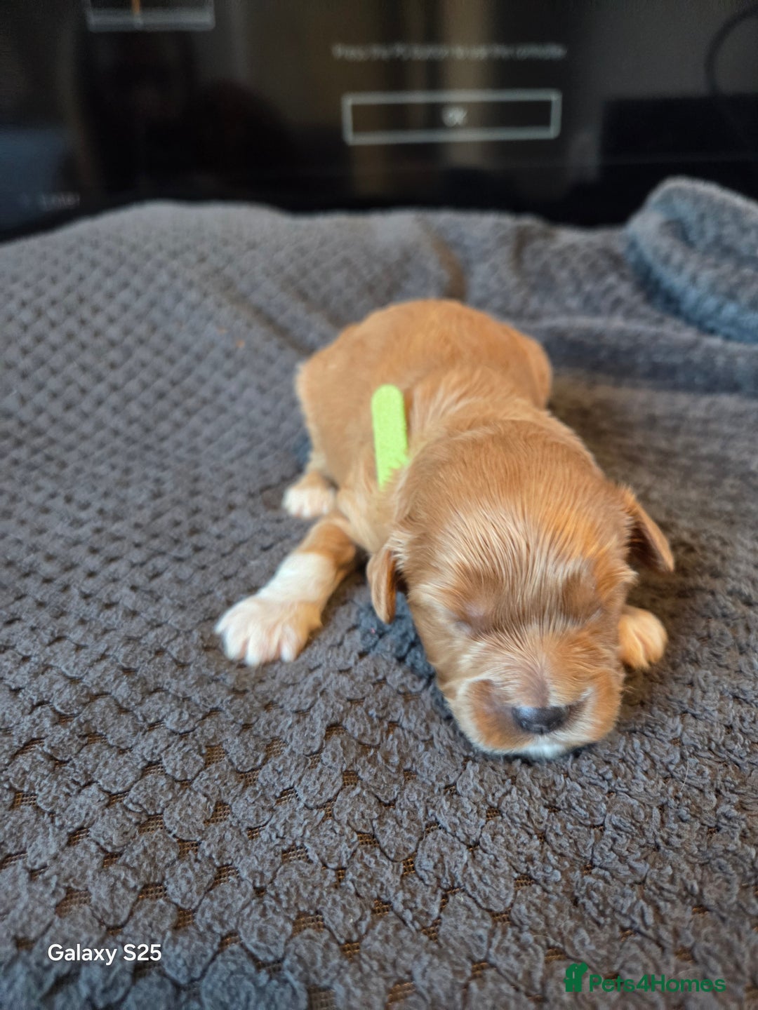 Cavapoo dogs for sale: Minature cavapoos - Advert 8