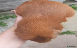 Guinea Pig rodents for sale: Guinea pig females - Image 5