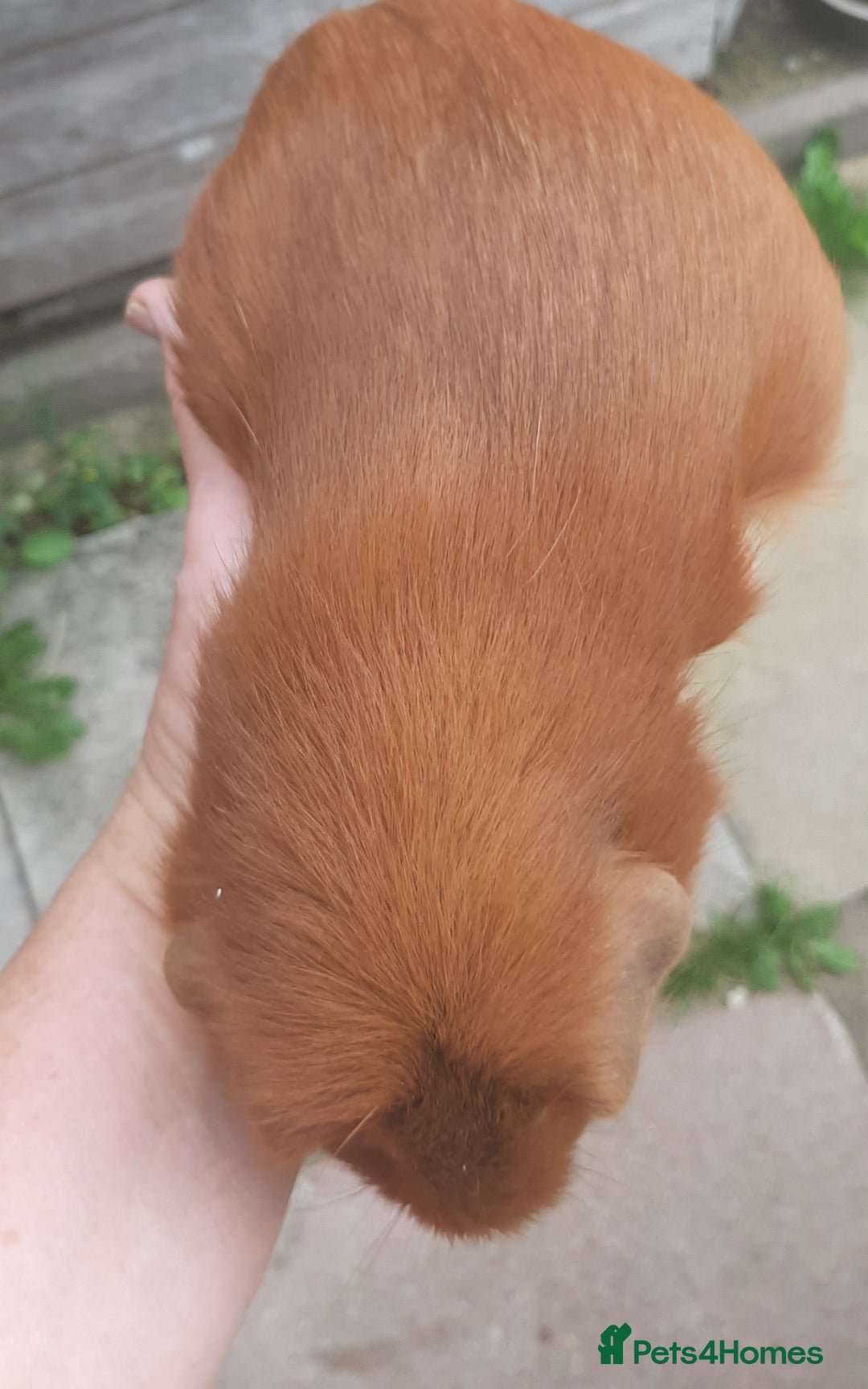 Guinea Pig rodents for sale: Guinea pig females - Image 5