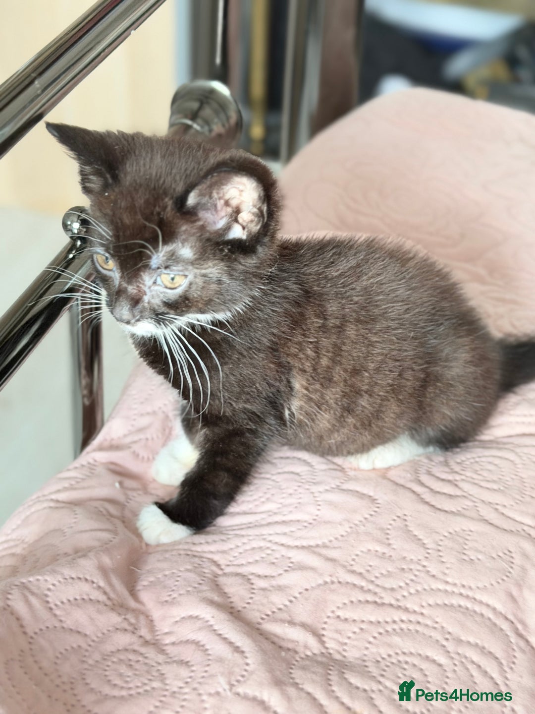 British Shorthair cats for sale: Purr-fect  **  Kittens Ready for new home - Advert 21