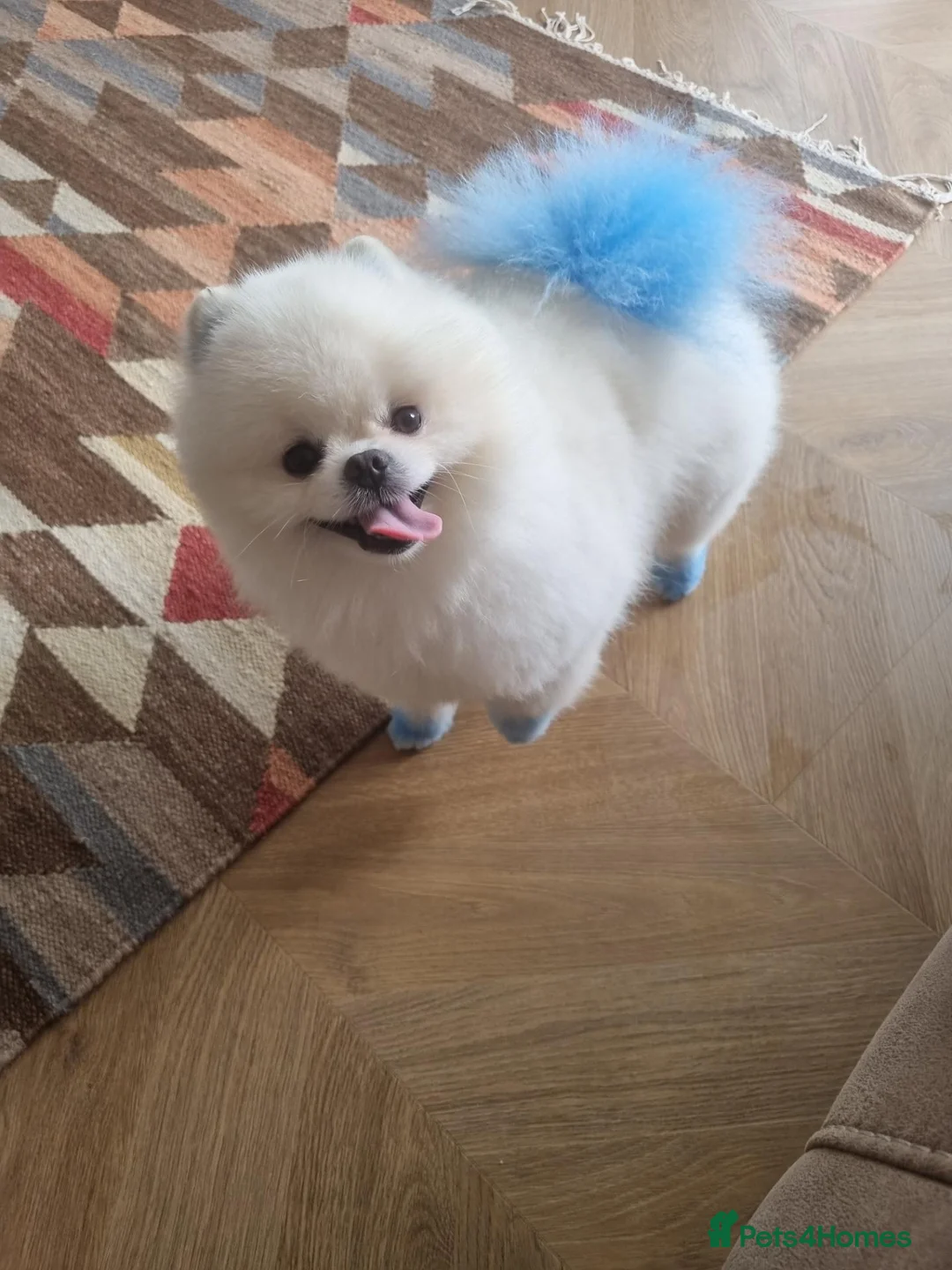 Pomeranian dogs for sale: Beautiful white pomeranian  in Pontefract - Advert 2