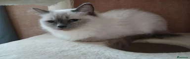 Nutmeg 