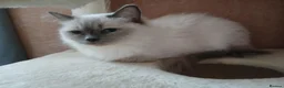 Ragdoll cats for sale: PLEASE READ THE ADVERT - Advert 2