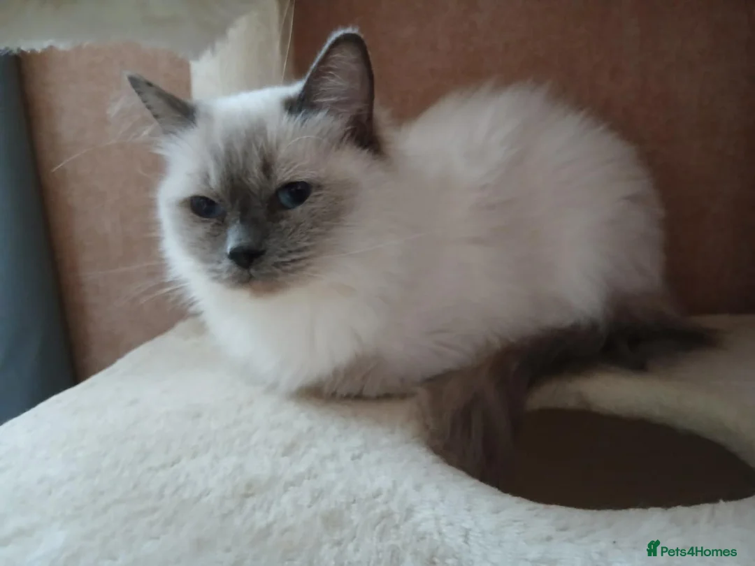 Ragdoll cats for sale: PLEASE READ THE ADVERT - Advert 2