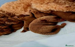 Cockapoo dogs for sale: Stunning litter of Fox red miniature Cockapoo's  - Image 13