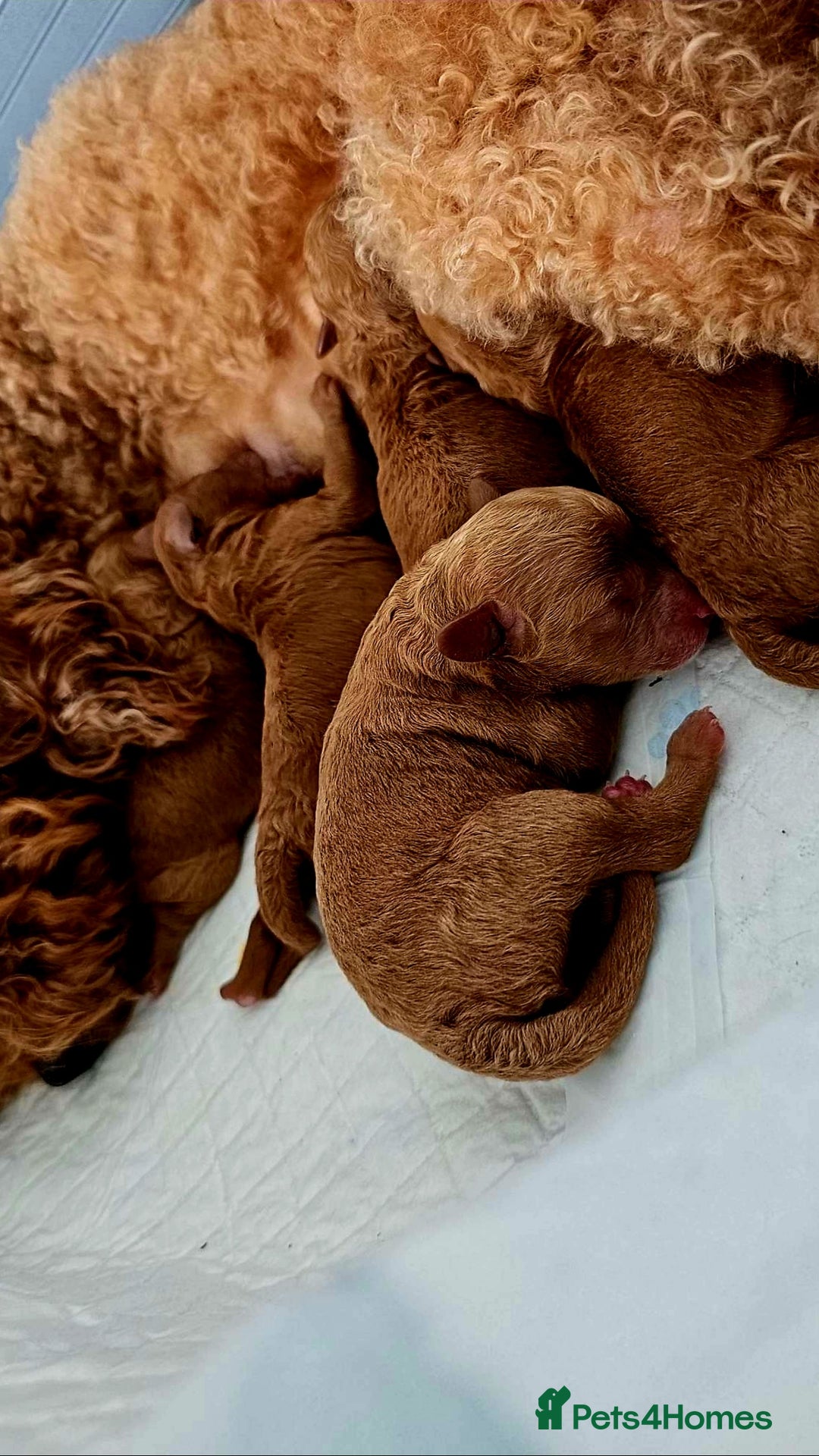 Cockapoo dogs for sale: Stunning litter of Fox red miniature Cockapoo's  - Image 13