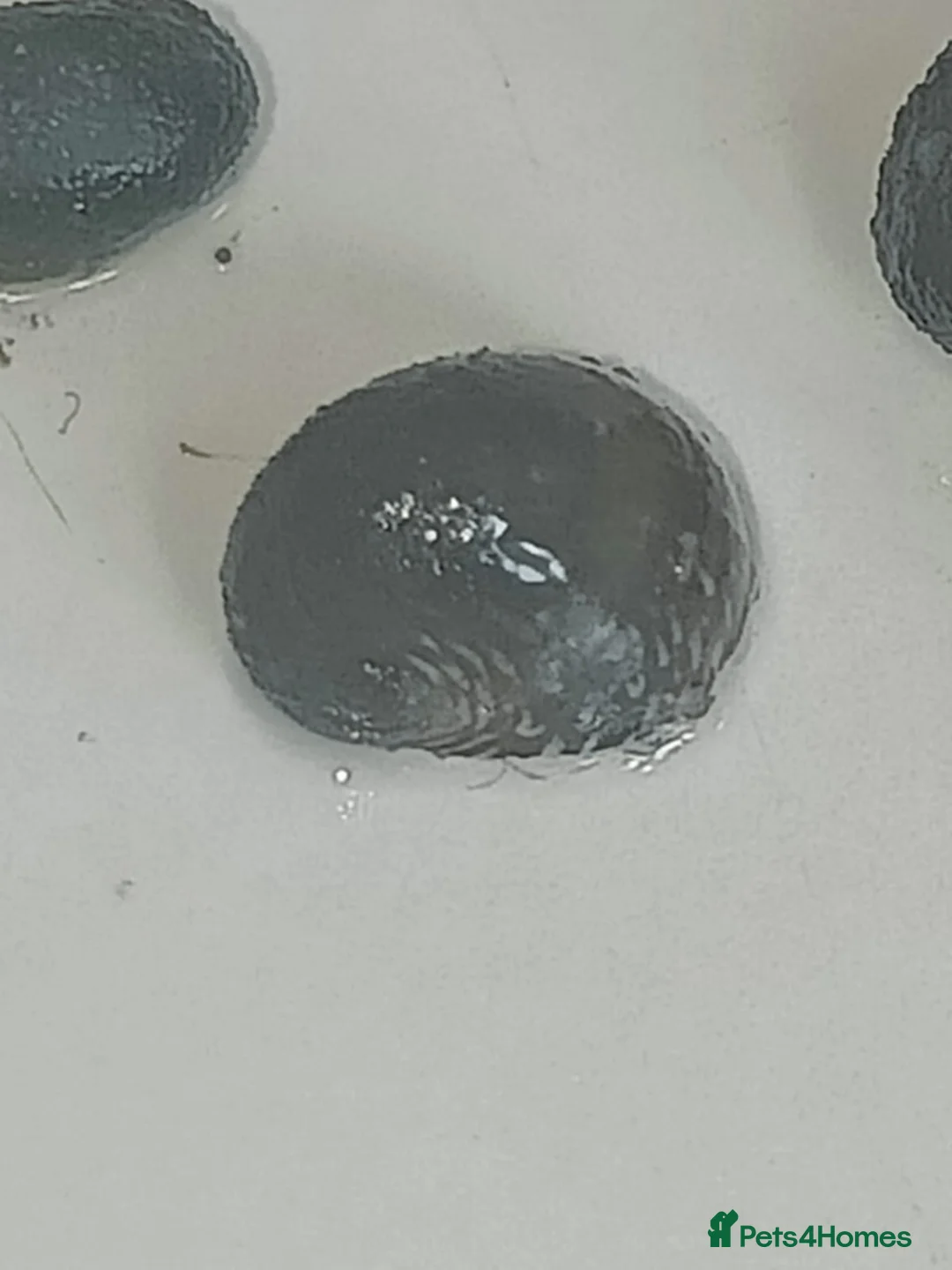 Snails fish for sale: Nerite snails true fresh water - Advert 2