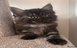 Maine Coon cats for sale:  Maine coon x BSH stunning kittens 😻 - Image 1