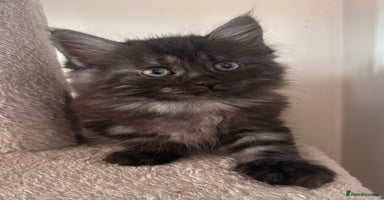 Maine Coon cats - Advert 12