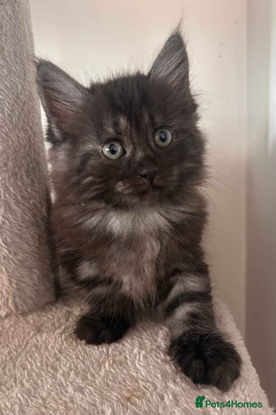 Maine Coon cats for sale:  Maine coon x BSH stunning kittens 😻 - Image 1