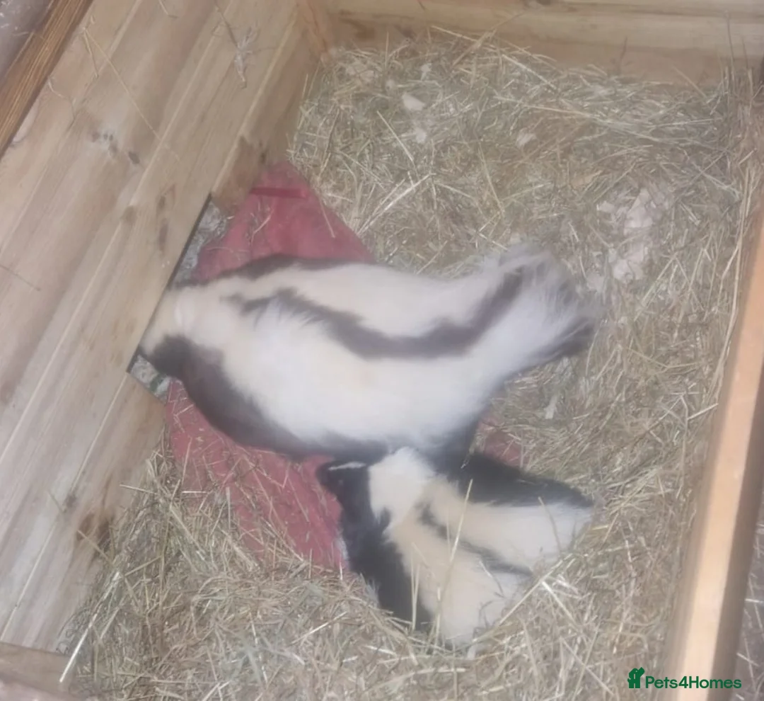 Pygmy Hedgehog rodents for sale: Skunks - Advert 2