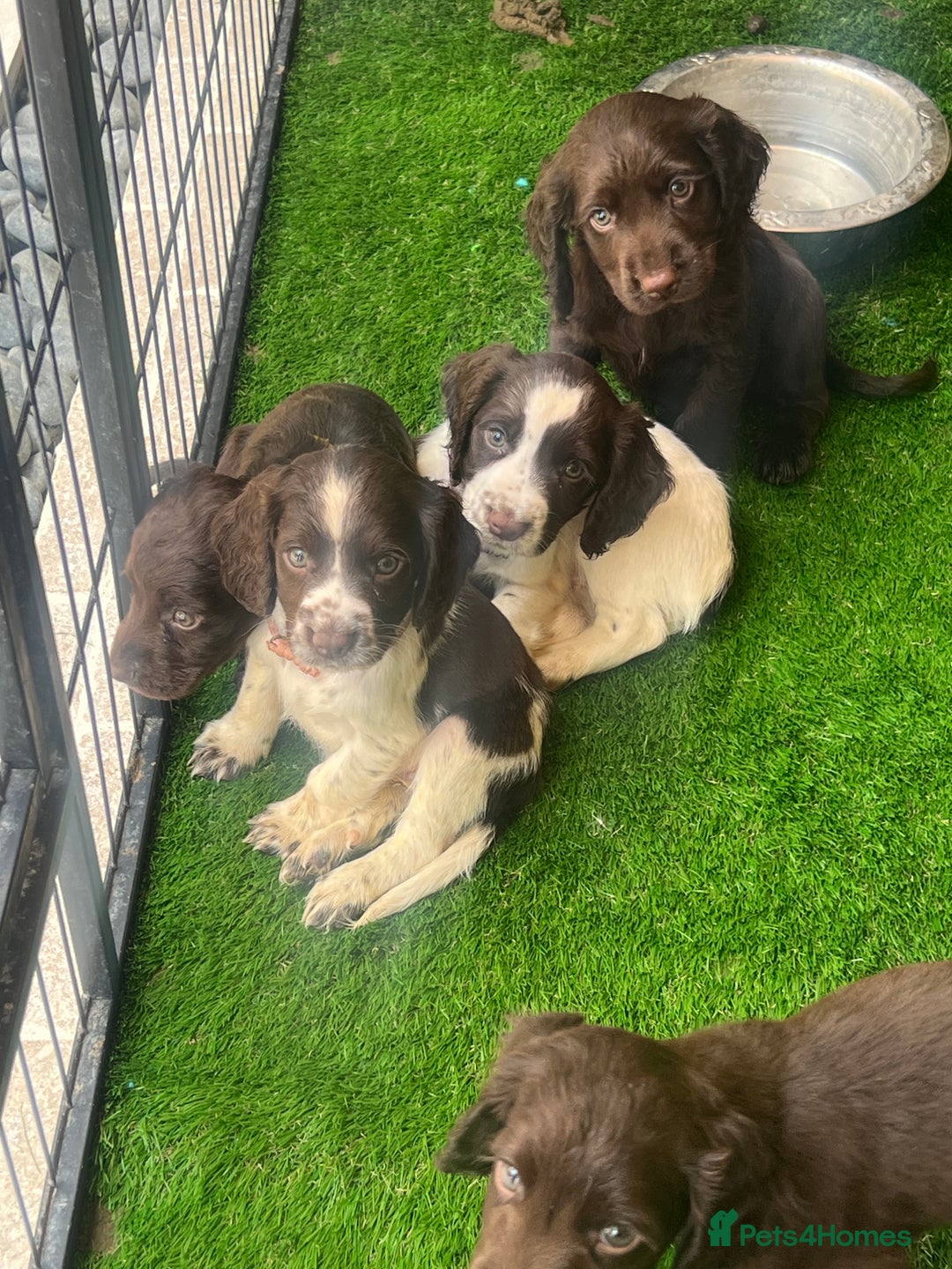 Cocker Spaniel dogs for sale: GORGEOUS WORKING COCKER SPANIEL  - Image 4
