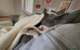 British Shorthair cats for sale: 2 year old male Rag doll x British short hair  - Image 5