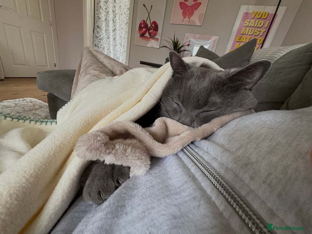 British Shorthair cats for sale: 2 year old male Rag doll x British short hair  - Image 5