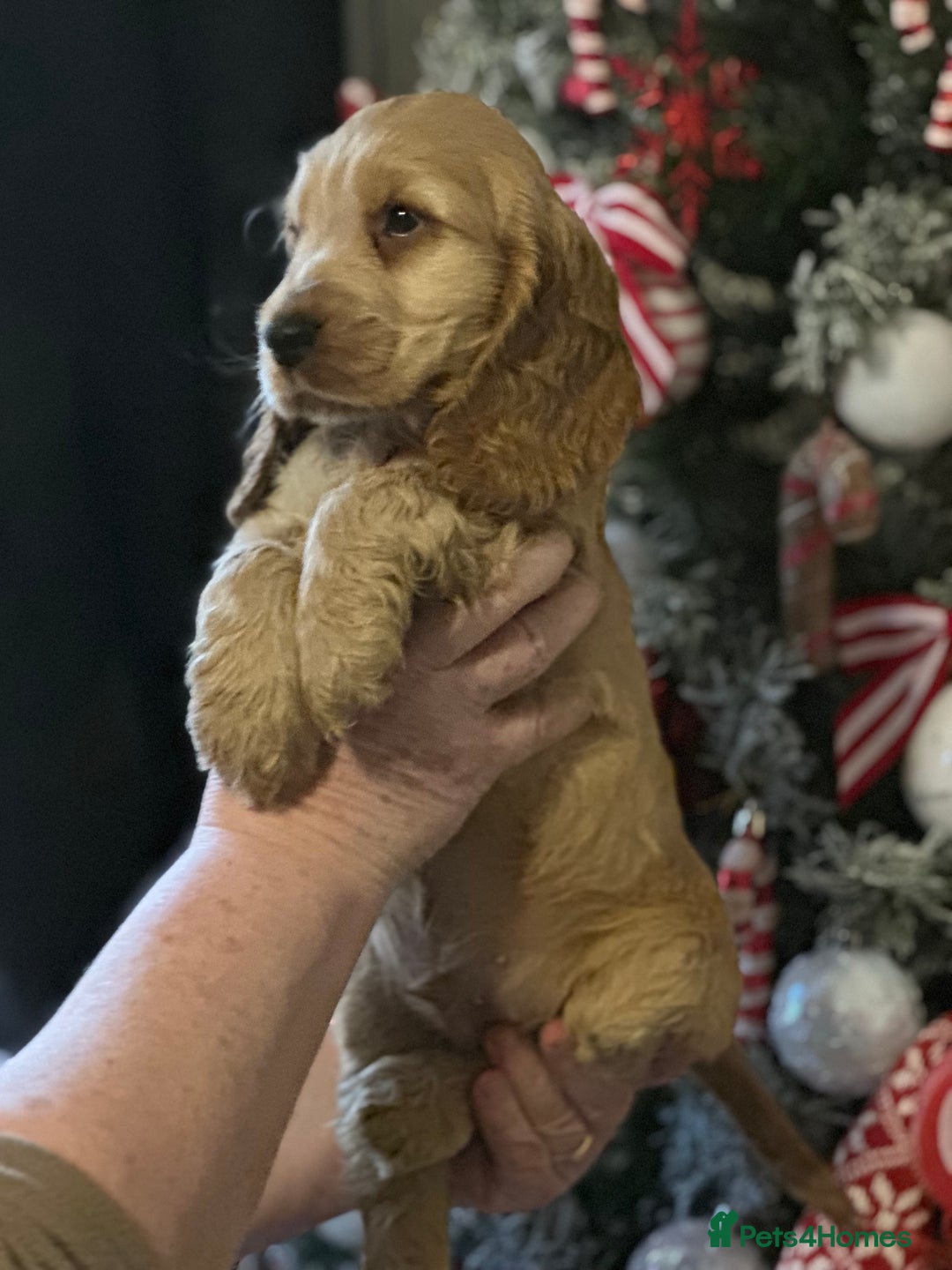 Cocker Spaniel dogs for sale: KC Golden Show Cocker Spaniel  READY TO GO! - Advert 22