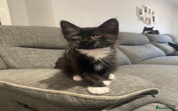 Domestic Shorthair cats for sale: Domestic longhair kittens - Image 1
