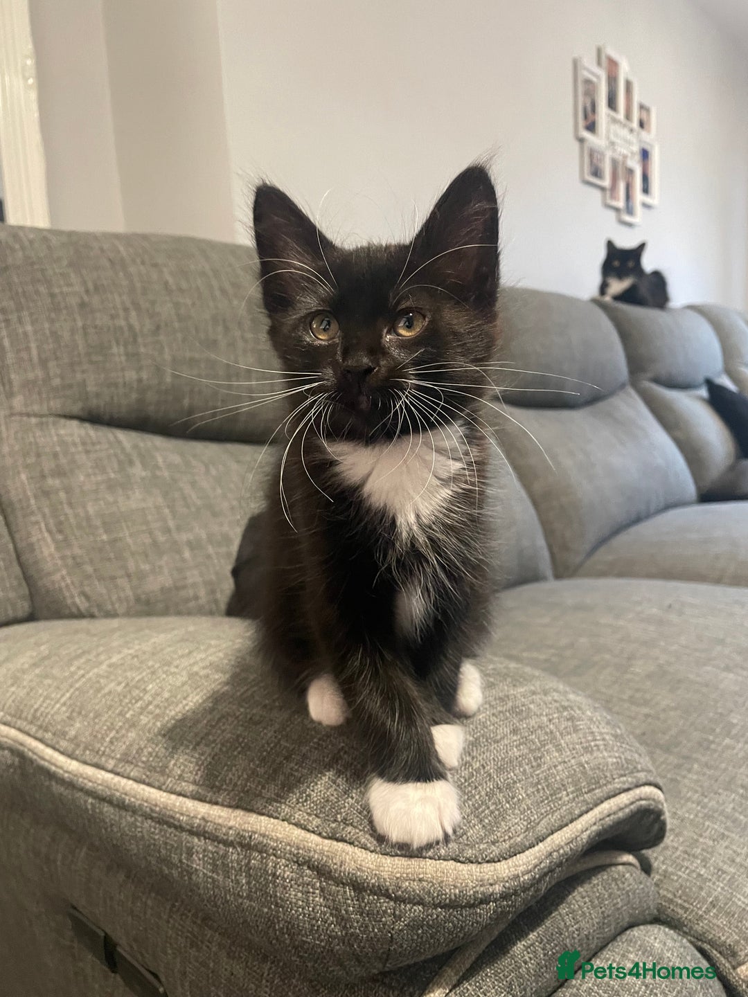 Domestic Shorthair cats for sale: Domestic longhair kittens - Image 1