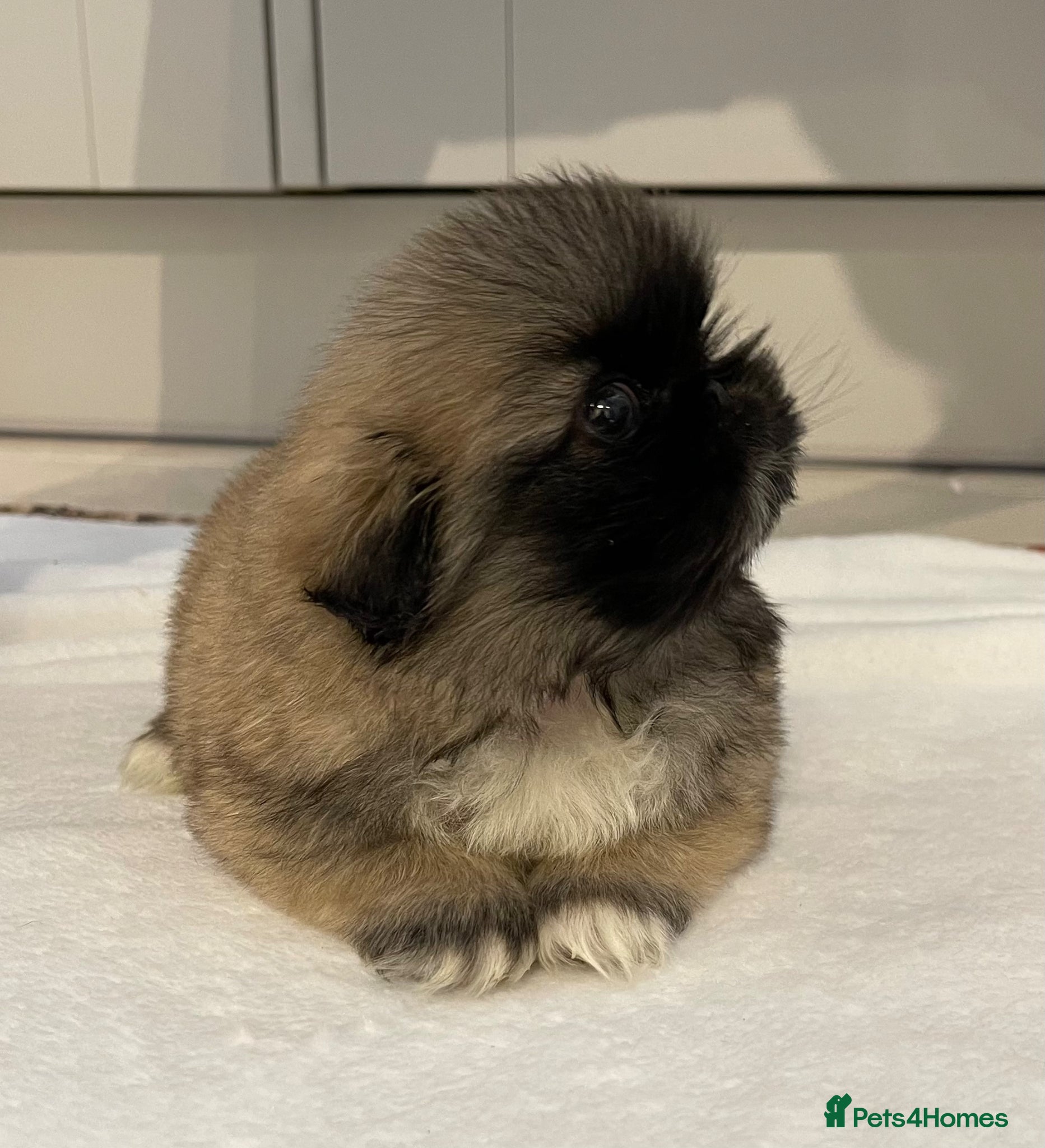 Pekingese dogs ❤️Gorgeous KC Reg Pekingese pups❤️ - Advert 2