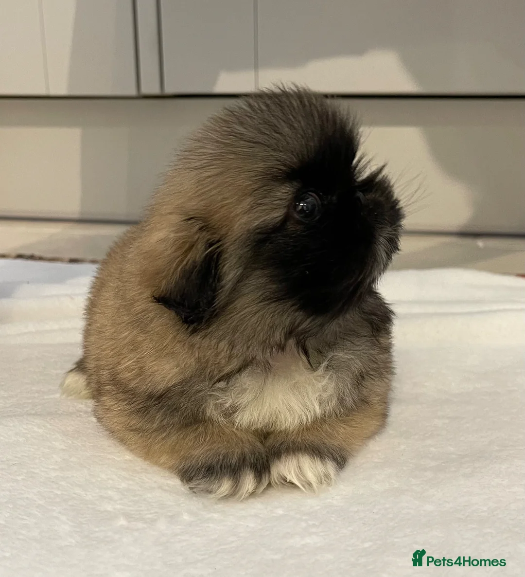 Pekingese dogs for sale: ❤️Gorgeous KC Reg Pekingese pups❤️ - Advert 2