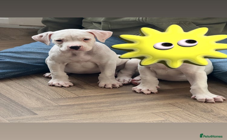 American Bulldog dogs - Advert 6