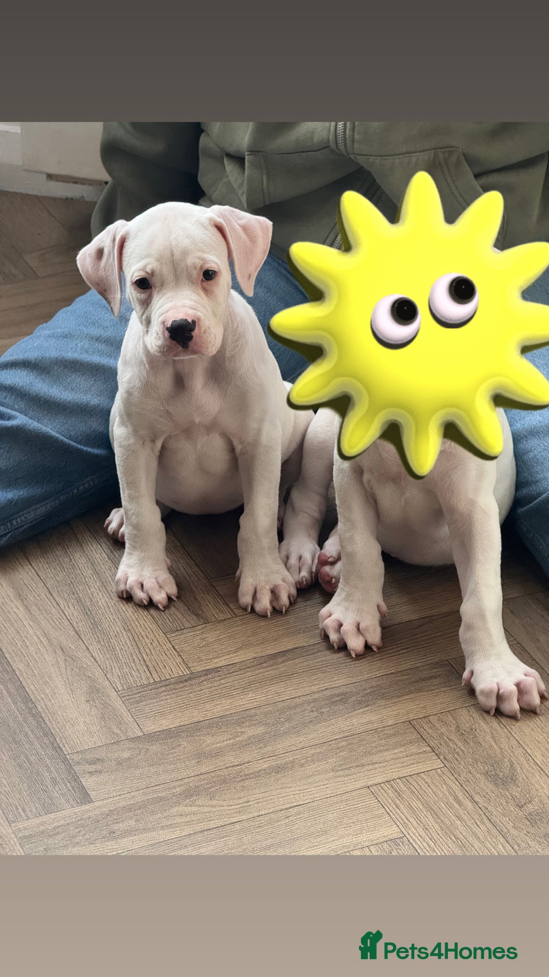 American Bulldog dogs for sale: Female American bulldog - Image 1