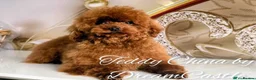 Miniature Dachshund dogs for sale: Gorgeous Mini-Wire Dachsund Doodle pups - Advert 11